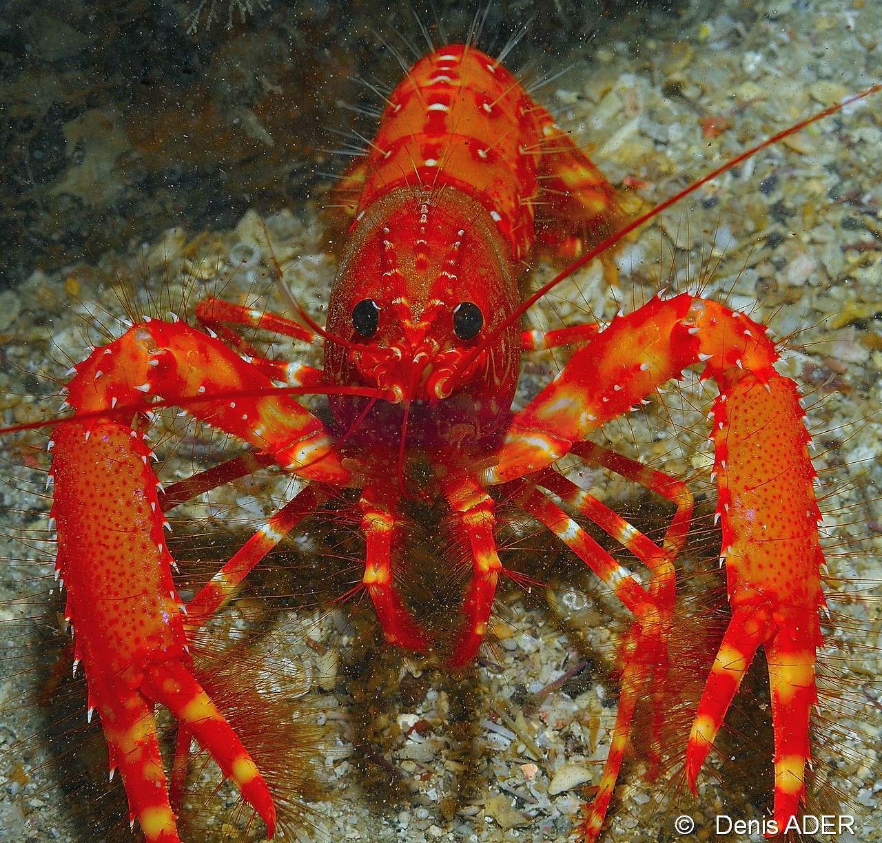 Enoplometopus antillensis Homard des antilles-Cap Vert Mille poissons-12m-20150408-Denis-ADER-DSC_9849_tn.jpg